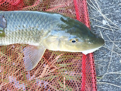 ニゴイの釣果