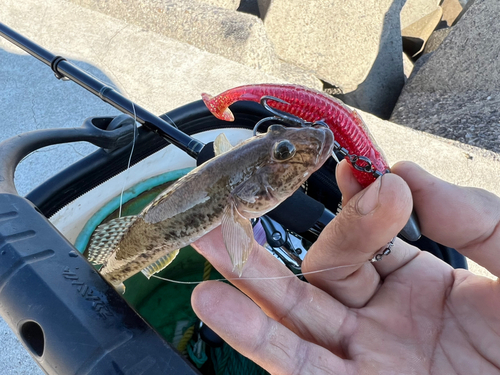 ハゼの釣果