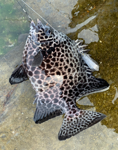 イシガキダイの釣果