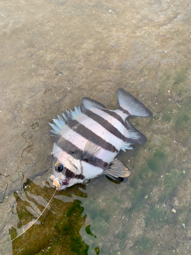 シマダイの釣果