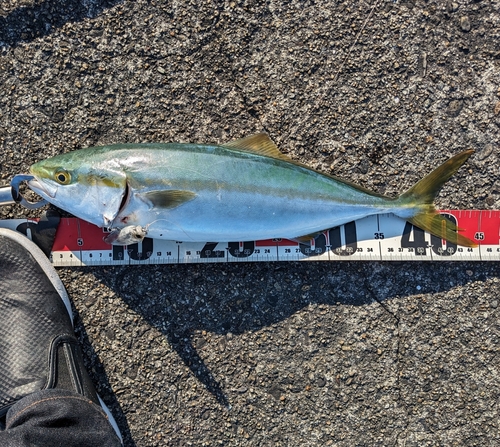 ショゴの釣果