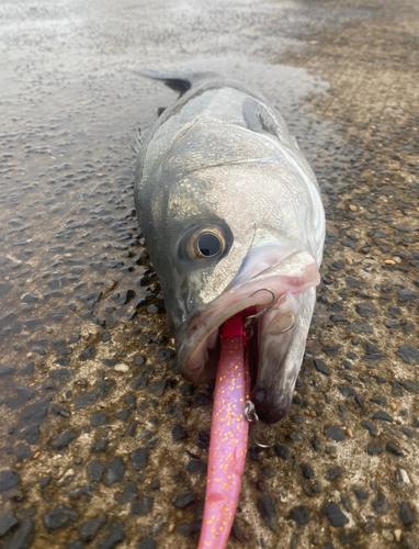 スズキの釣果