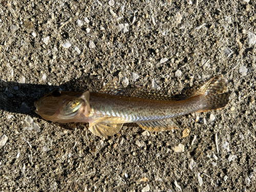 マハゼの釣果