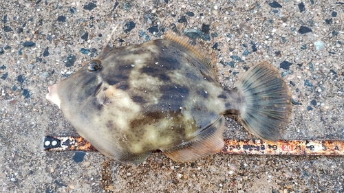 カワハギの釣果