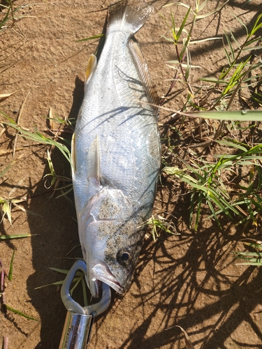 ニベの釣果