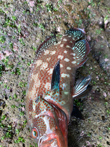 アザハタの釣果