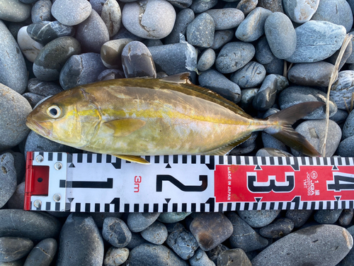 ショゴの釣果