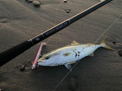 イナダの釣果