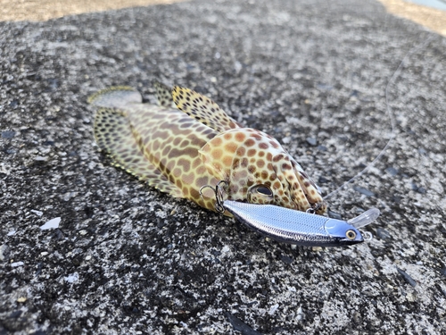 カンモンハタの釣果