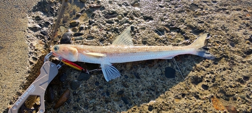 エソの釣果