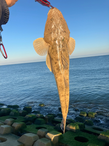 マゴチの釣果