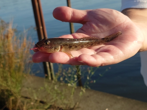 マハゼの釣果