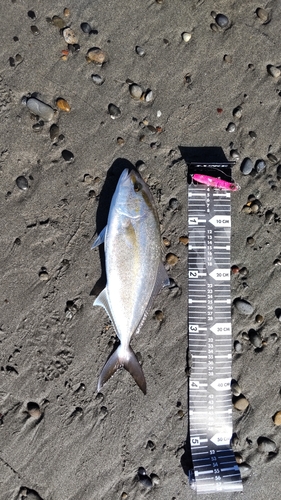 カンパチの釣果