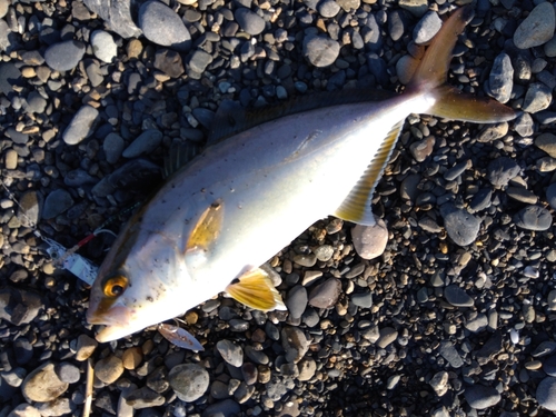 ショゴの釣果