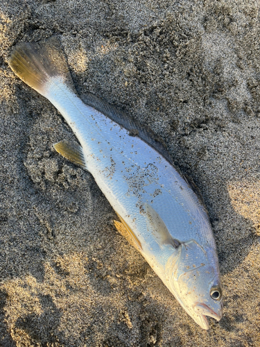 イシモチの釣果