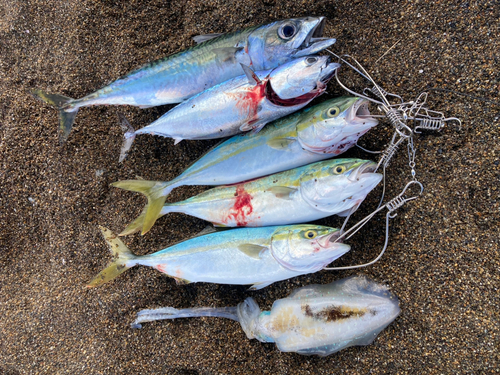 ソウダガツオの釣果