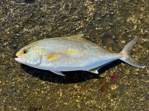 ショゴの釣果