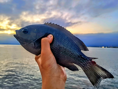 メジナの釣果