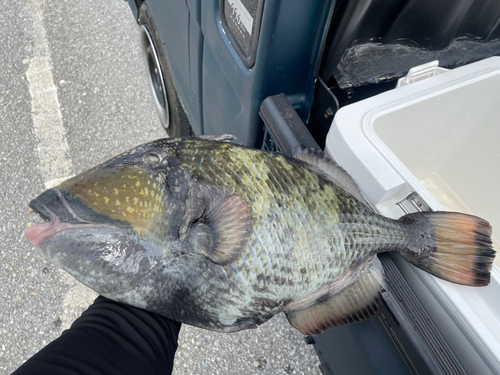 ゴマモンガラの釣果