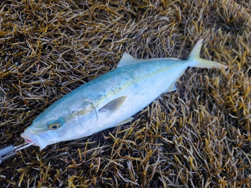 イナダの釣果