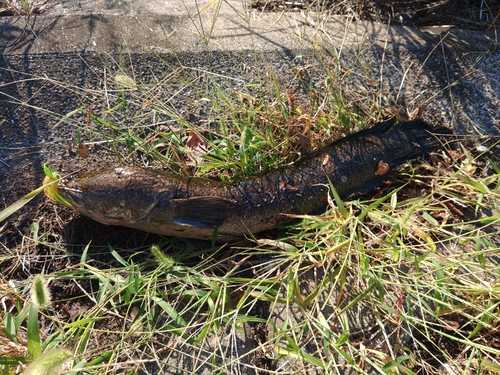 ライギョの釣果