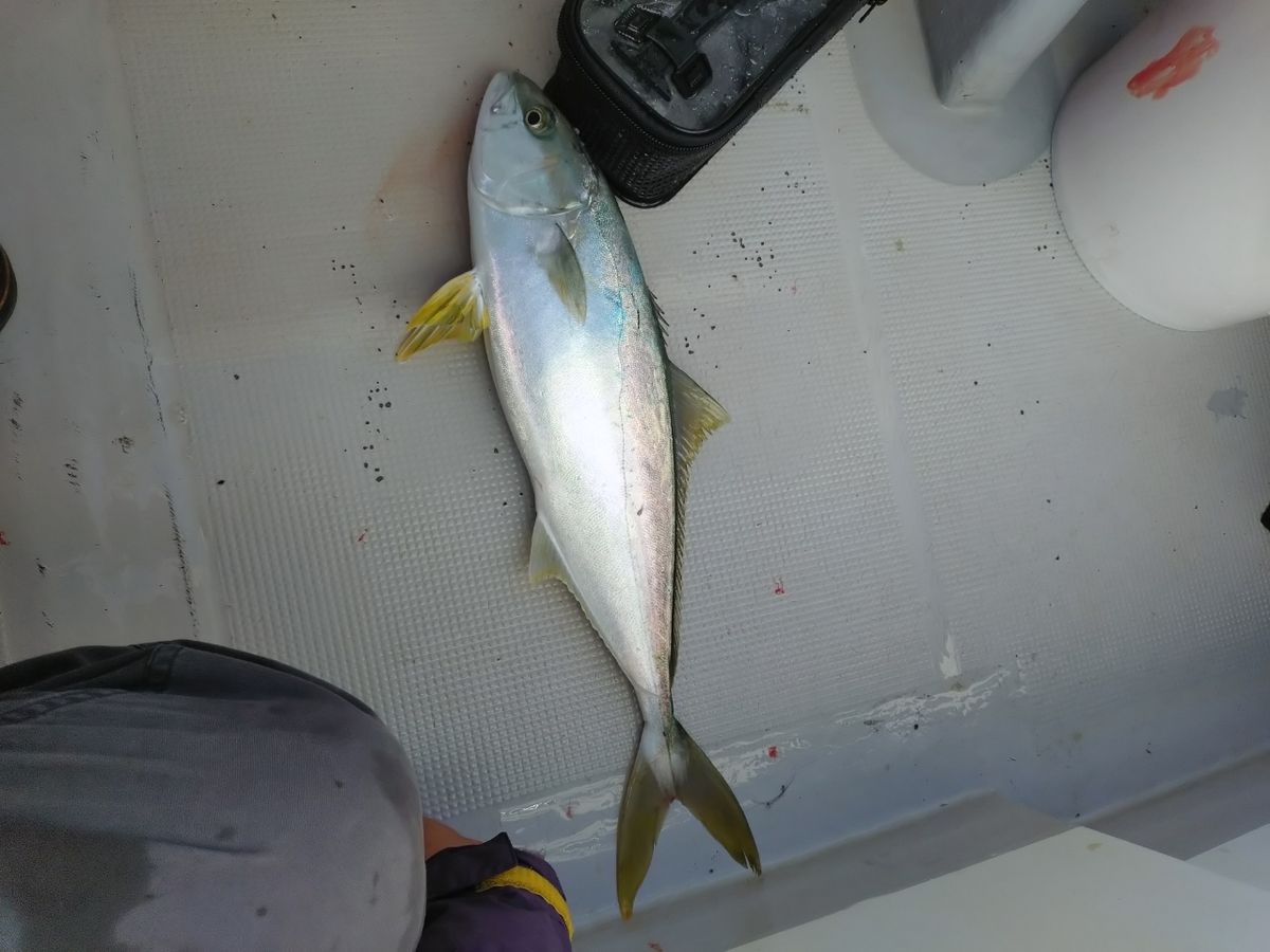 トムスカさんの釣果 1枚目の画像