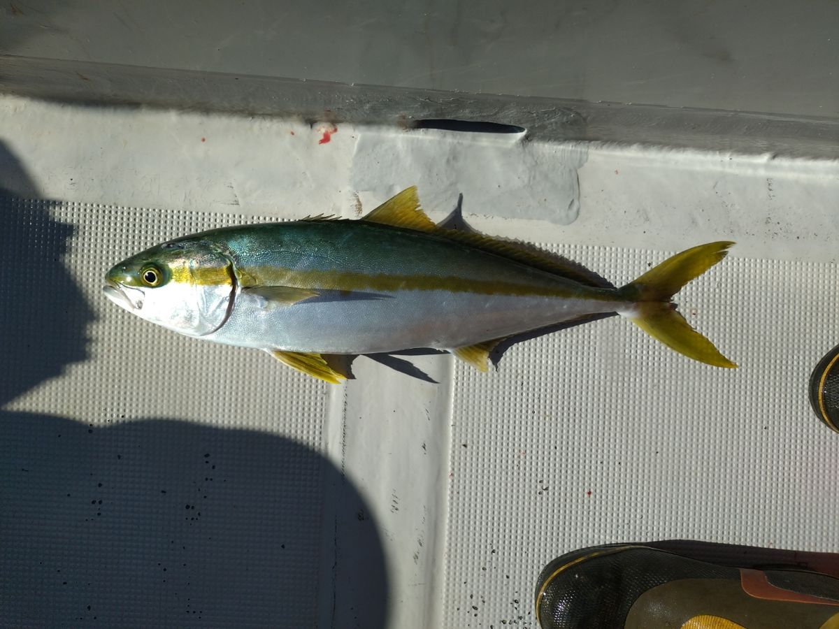 トムスカさんの釣果 2枚目の画像