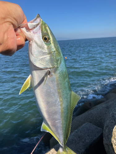 ハマチの釣果