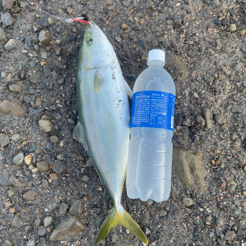 鹿児島湾北部