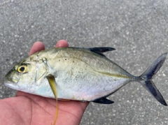 カスミアジの釣果