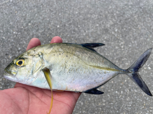 カスミアジの釣果