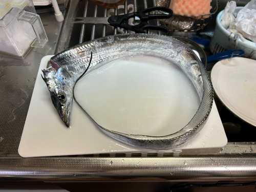 タチウオの釣果