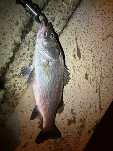 ヒラスズキの釣果