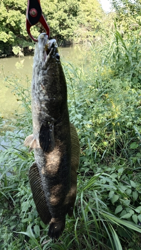 ライギョの釣果