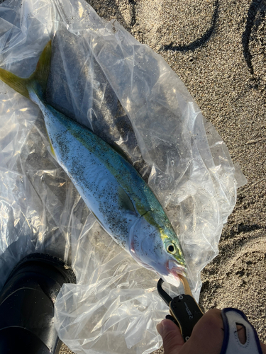 ワカシの釣果