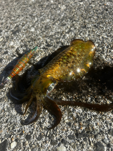 アオリイカの釣果