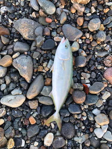 ワカシの釣果