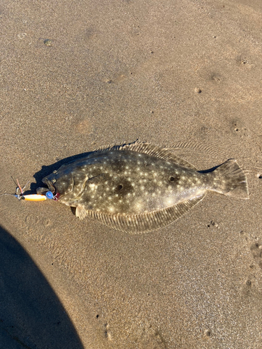 ヒラメの釣果