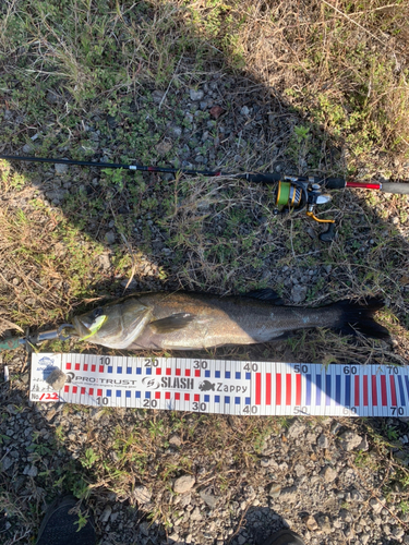 スズキの釣果