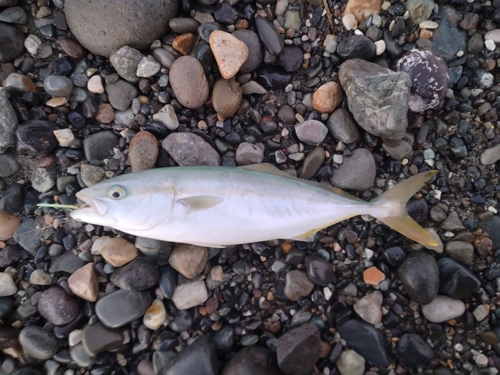 ツバイソの釣果