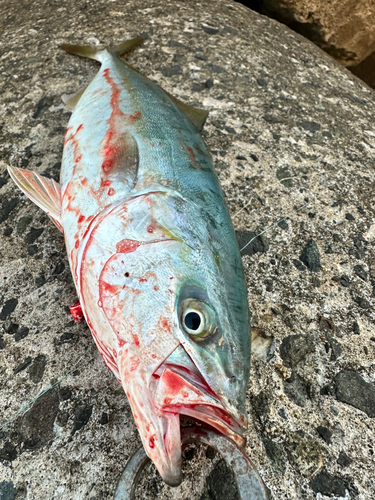 ハマチの釣果