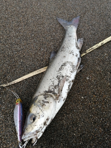 ウグイの釣果