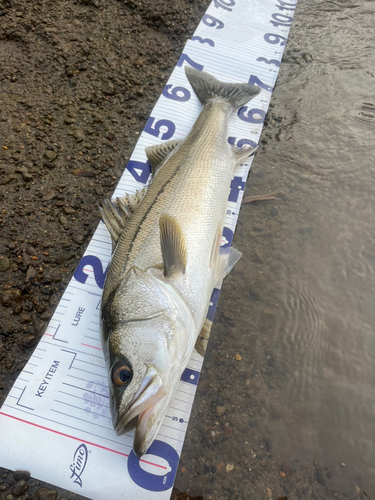 スズキの釣果