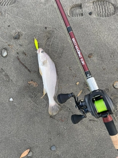 ニベの釣果