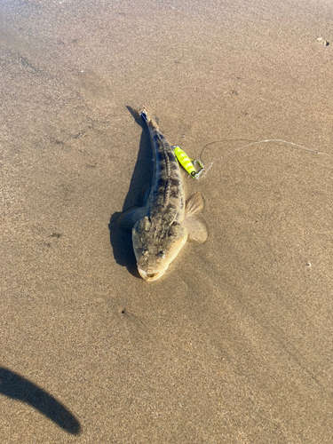 マゴチの釣果