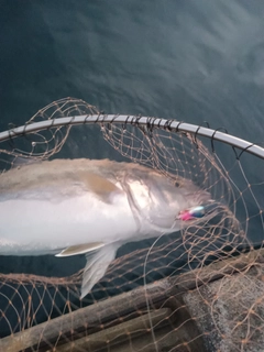 カンパチの釣果