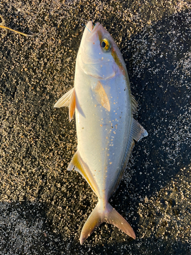 ショゴの釣果