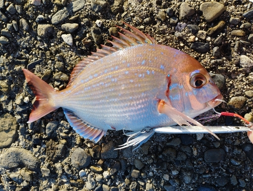 ハナダイの釣果