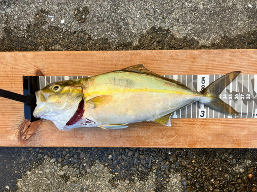 ショゴの釣果