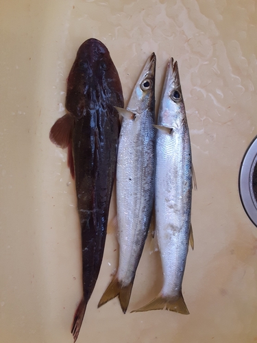 カマスの釣果